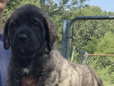 Male #1