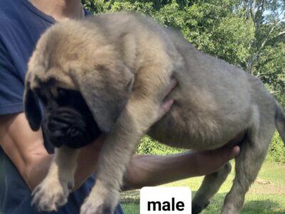Male #2