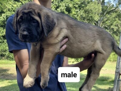 Male #3