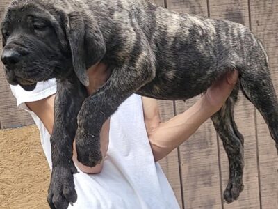 Brindle Puppy 12 Weeks