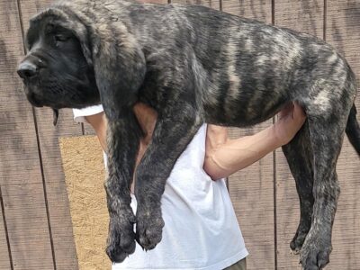 Brindle Puppy 12 Weeks