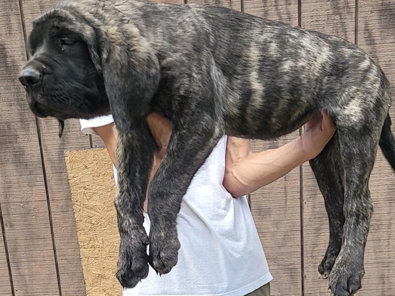 Brindle Puppy 12 Weeks