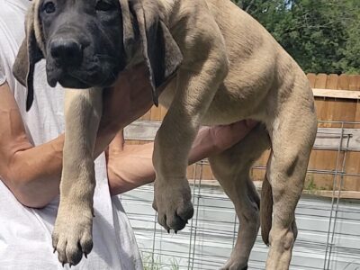 Fawn Puppy 12 Weeks