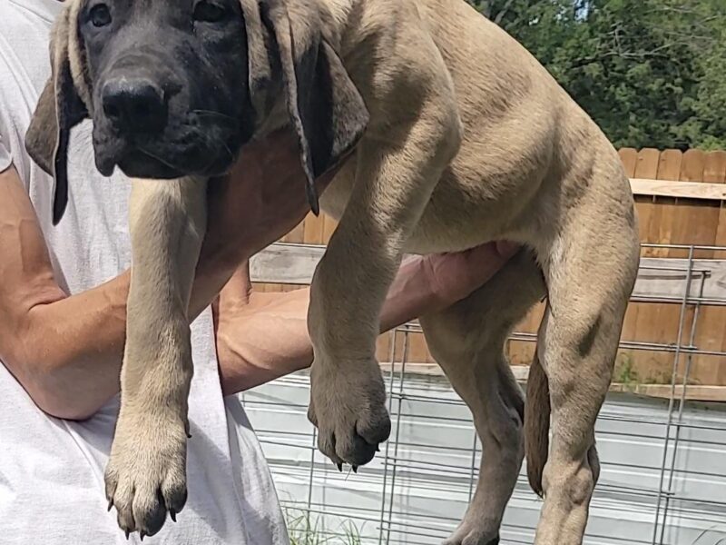 Fawn Puppy 12 Weeks